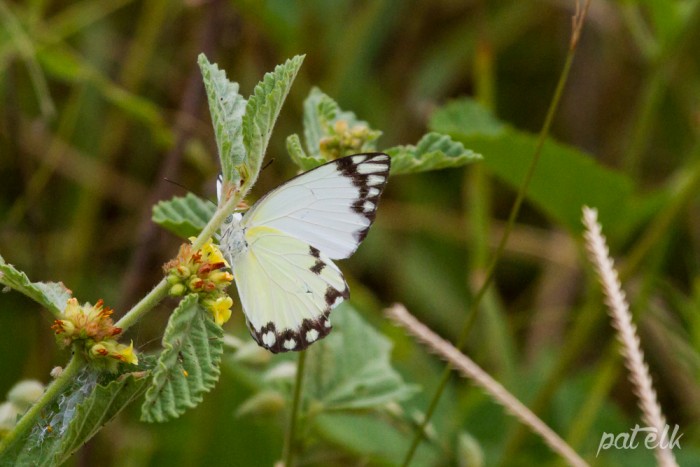 KNP African Common White Butterfly M