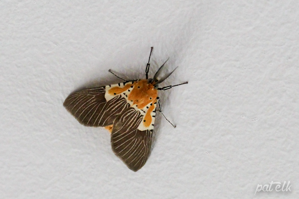 Specious Tiger Moth Asota speciosa