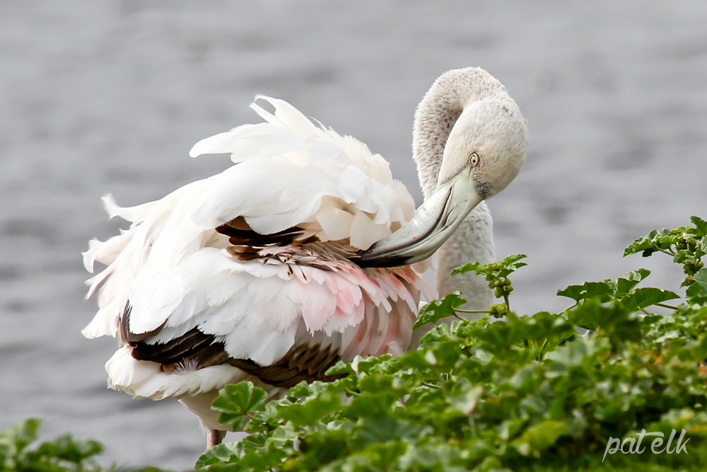 Juv Flamingo