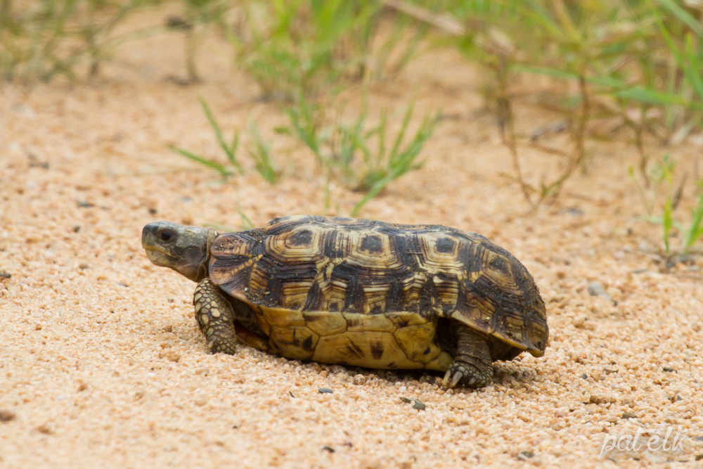 Hingeback tortoise