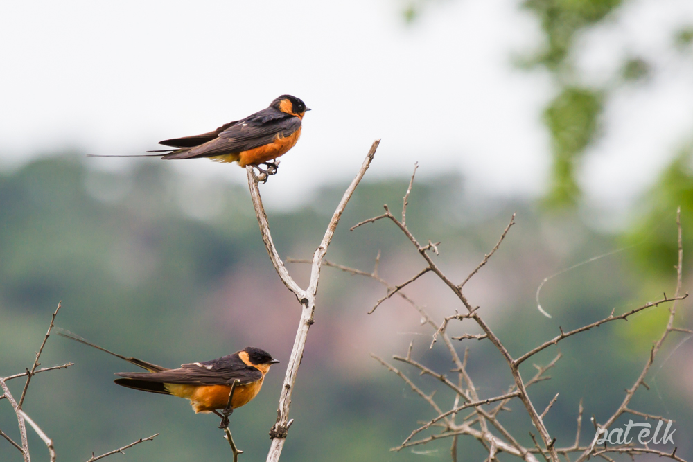 KNP red br swallow