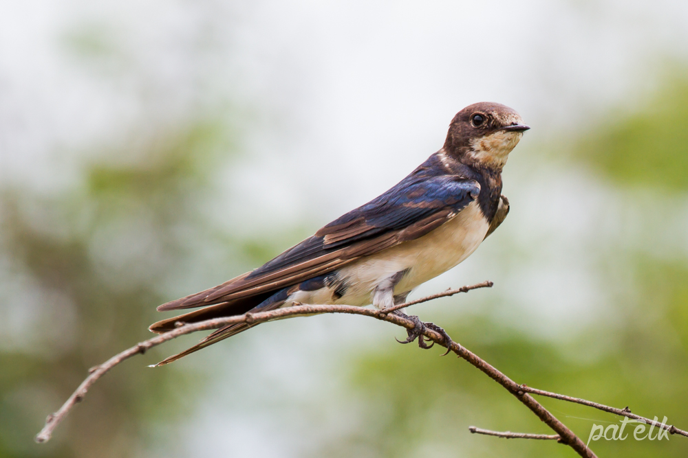 KNP Barn swallow Juv