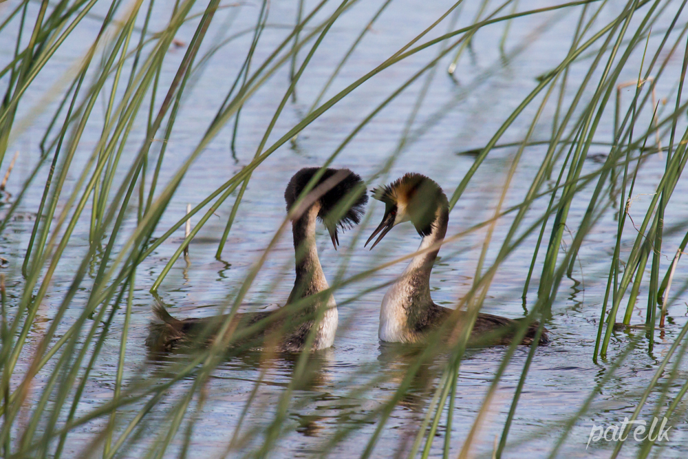 Love in the reeds