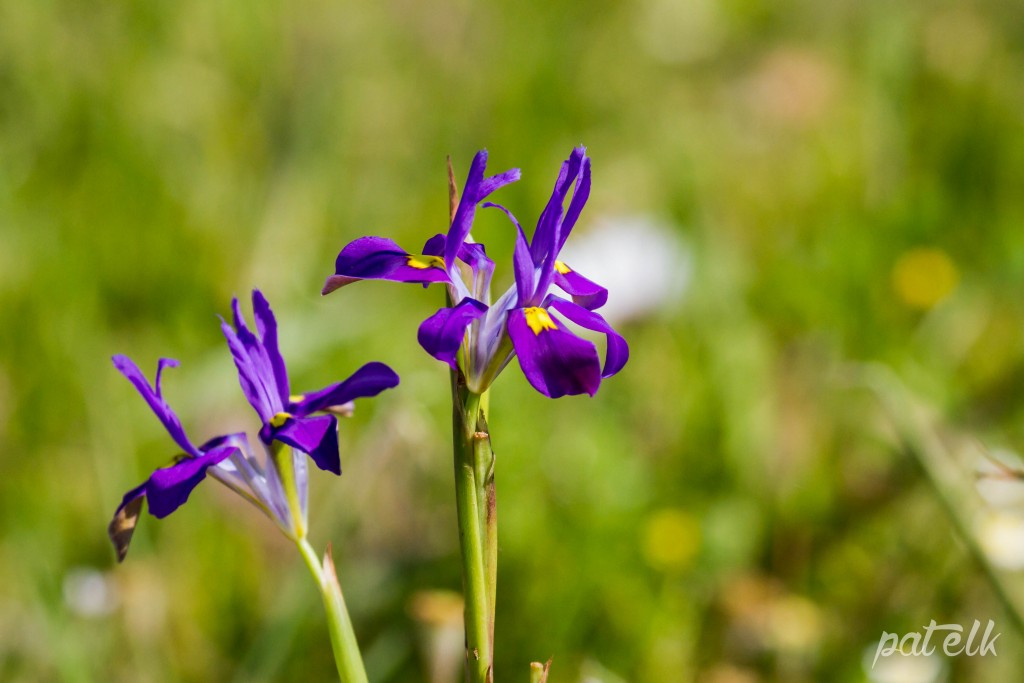 wild iris