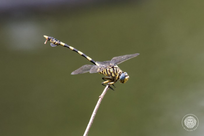 Common tigertail Dragonfly 2