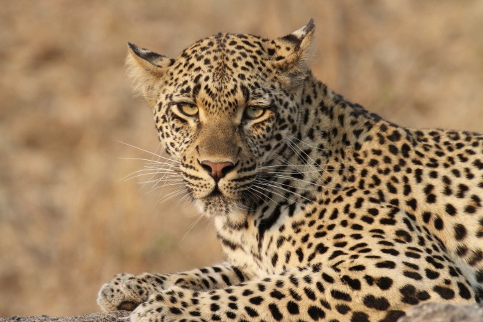 leopard log 1